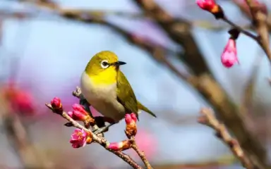 Un pequeño pájaro de lomo verde y pecho blanco se posa en una rama adornada con capullos rosas. El fondo está difuminado, creando una atmósfera apacible.