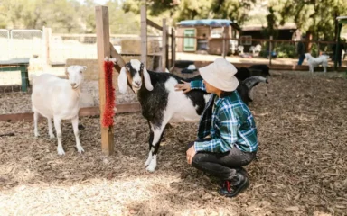 Una persona con sombrero y camisa de cuadros se arrodilla para acariciar a una cabra blanca y negra en una granja soleada, mientras otra cabra blanca permanece cerca. El entorno es tranquilo y rústico.