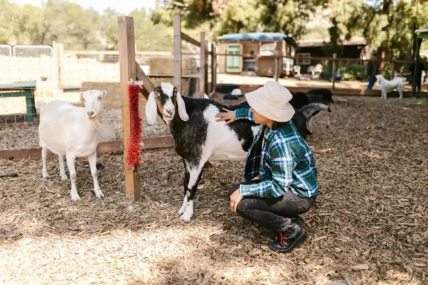 Una persona con sombrero y camisa de cuadros se arrodilla para acariciar a una cabra blanca y negra en una granja soleada, mientras otra cabra blanca permanece cerca. El entorno es tranquilo y rústico.